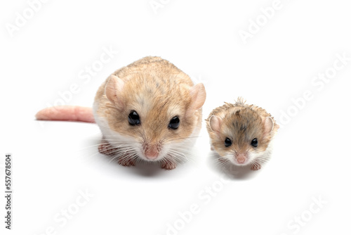 Gerbil fat tail family on isolated background