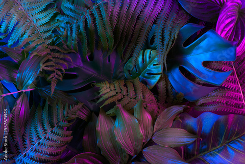 Fototapeta Naklejka Na Ścianę i Meble -  Tropical leaves in vibrant gradient holographic neon colors. Minimal jungle background. Creative summer punk concept.