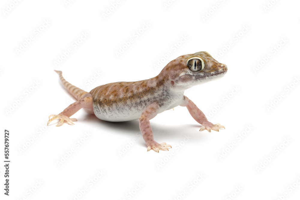 Naklejka premium Sand gecko closeup on white background, Sand gecko on isolated white background