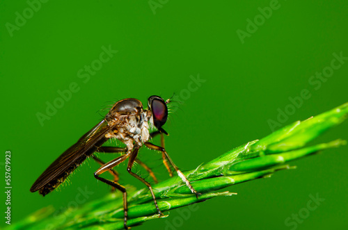 Looking through a macro lens. Serious Macro Photography Details. Interesting facts are revealed with good quality lens and digital camera and most important a pair of steady hands with keen interest