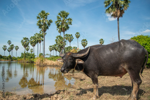 Fotografie THAILAND ANG THONG AGRICULTURE BUFFALO