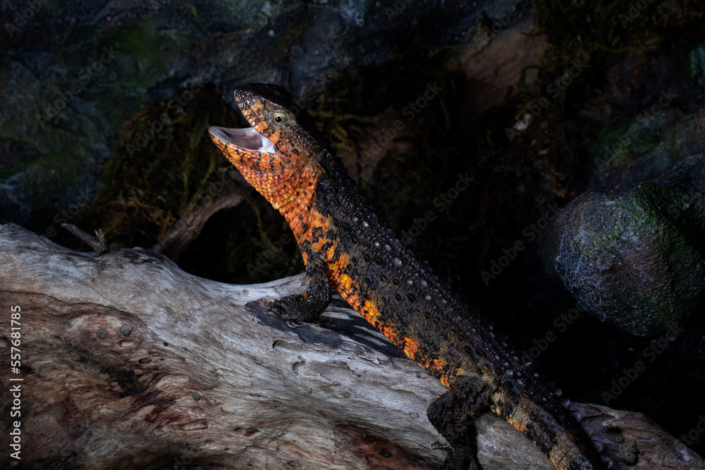 Fototapeta premium Chinese Crocodile Lizard (Shinisaurus Crocodilurus) closeup on isolated background