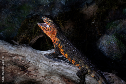 Chinese Crocodile Lizard (Shinisaurus Crocodilurus) closeup on isolated background