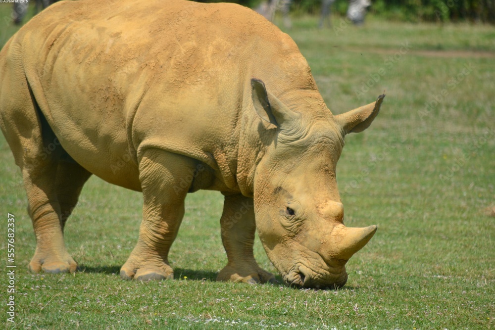 Obraz premium Rhinocéros