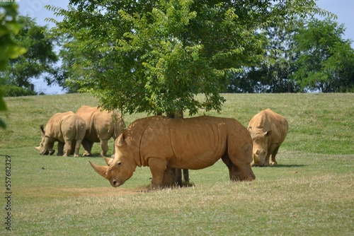 Rhinoc  ros
