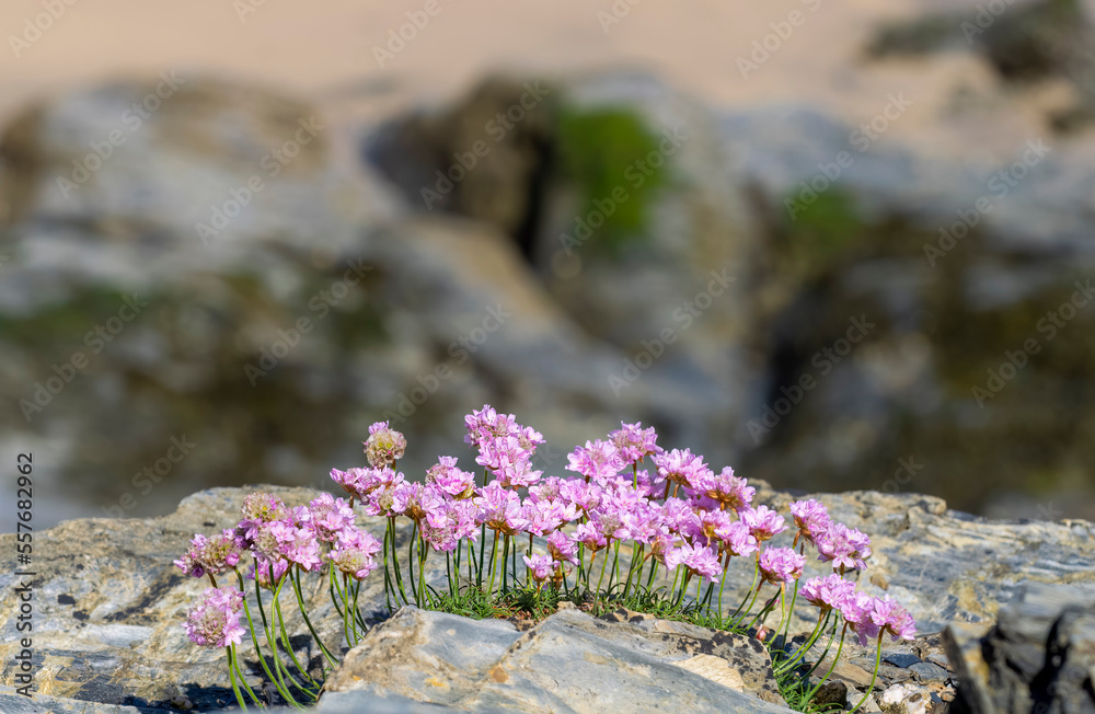 Sea pink flowers against a shallow depth of field coastal background