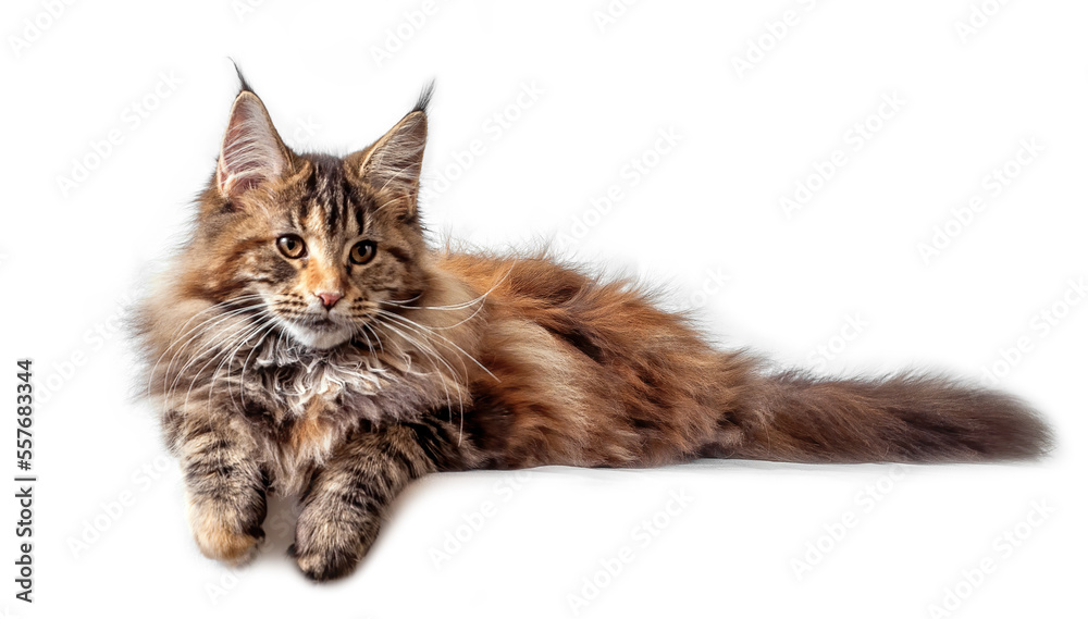 Fototapeta premium A big maine coon kitten in studio on white background, isolated.