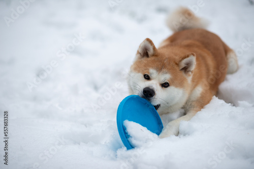 Photo portrait d'un akita japonais, jouant dans la neige !