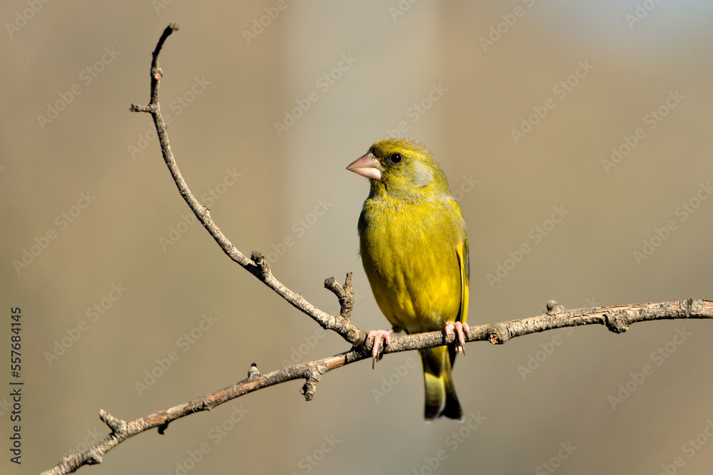 verderón europeo o verderón común posado en una rama con fondo ocres y verdes (Chloris chloris) Málaga Andalucía España verderón europeo o verderón común posado en una rama con fondo ocres y verdes (Chloris chloris) Málaga Andalucía España