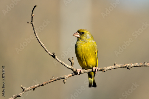 verderón europeo o verderón común posado en una rama con fondo ocres y verdes (Chloris chloris)​ Málaga Andalucía España 