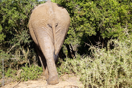 Photography Elephant butt disappears in forest bushes