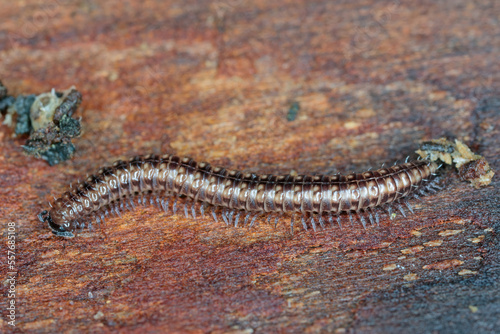 Striped millipede (Ommatoiulus sabulosus) walking on wood under the bark of a dead tree. photo