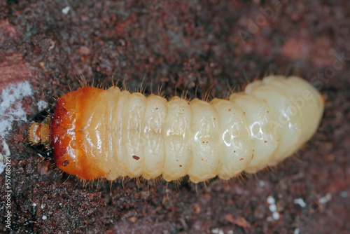 The larva of a beetle of the goat family, Cerambycidae, Rhagium under the bark of a tree.
