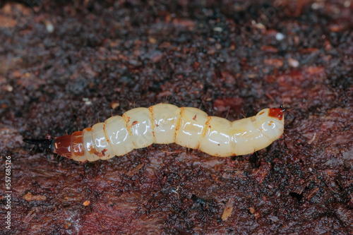 Awl fly larva on rotten wood (Xylophagus sp).