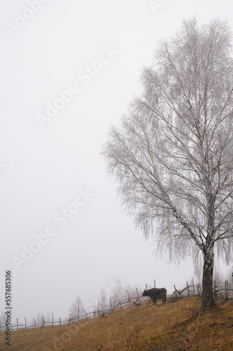 Misty countryside in winter. Cow on a hill grazing grass