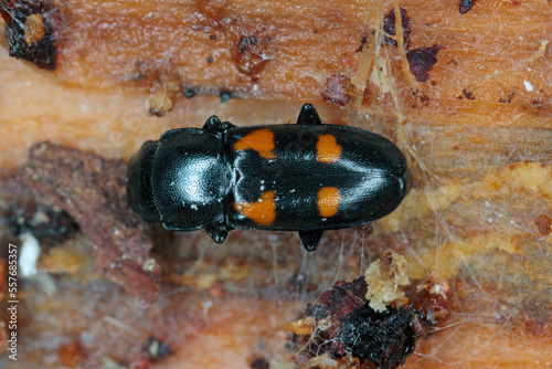 European bark beetle predator, Glischrochilus quadripunctatus on dead wood. photo