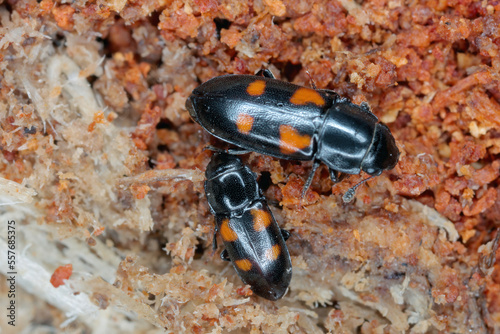 European bark beetle predator, Glischrochilus quadripunctatus on dead wood. photo