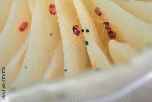 Linopode - linopodes motatorius, a really small creature of mites can occur in the forest. A spider mite under the hat of a mushroom in the forest. photo