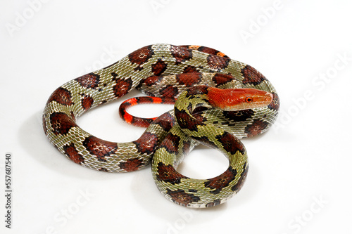 Blumennatter // Flower snake or Moellendorf's rat snake (Elaphe moellendorffi / Orthriophis moellendorfii) photo