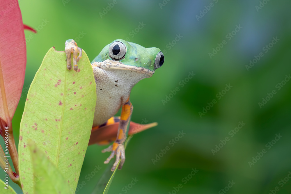 Obraz premium Phyllomedusa hypochondrialis climbing on green leaves