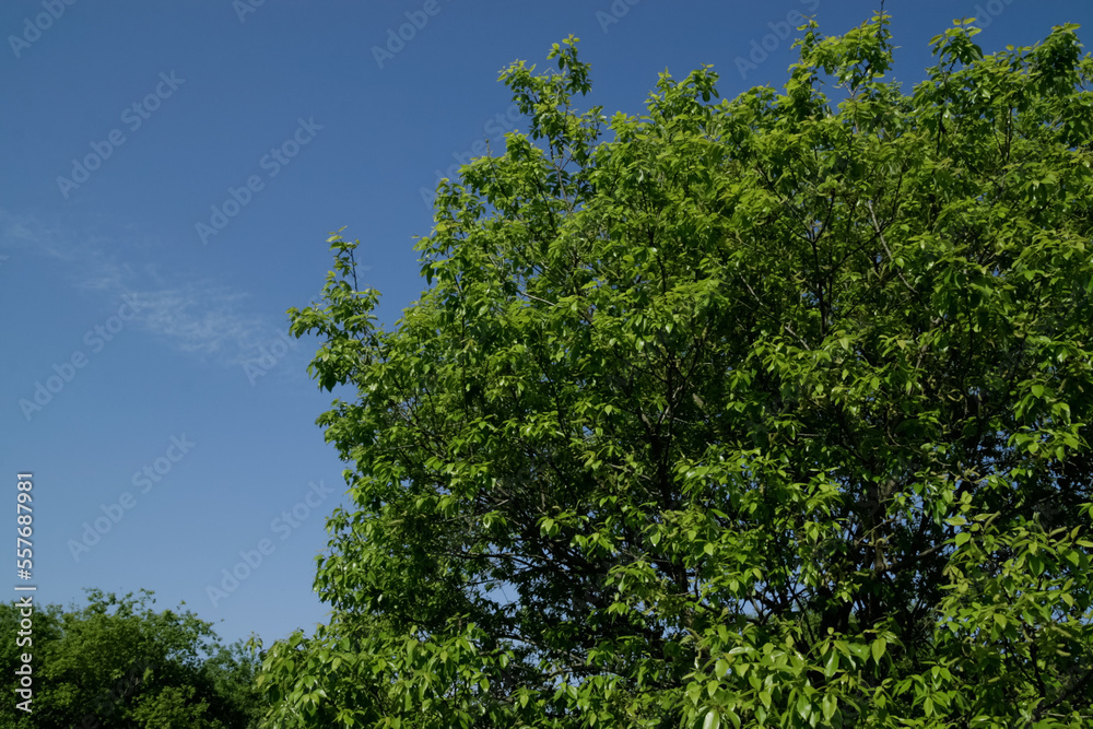 fresh green in early summer at AgeoMaruyama park, Saitama | 初夏の緑と青空 fresh green in early summer at AgeoMaruyama park, Saitama | 初夏の緑と青空