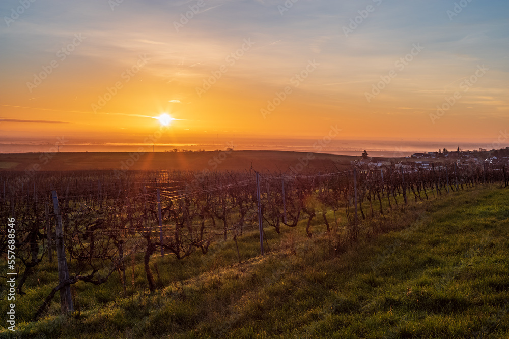 Fototapeta premium sonnenaufgang über den weinbergen
