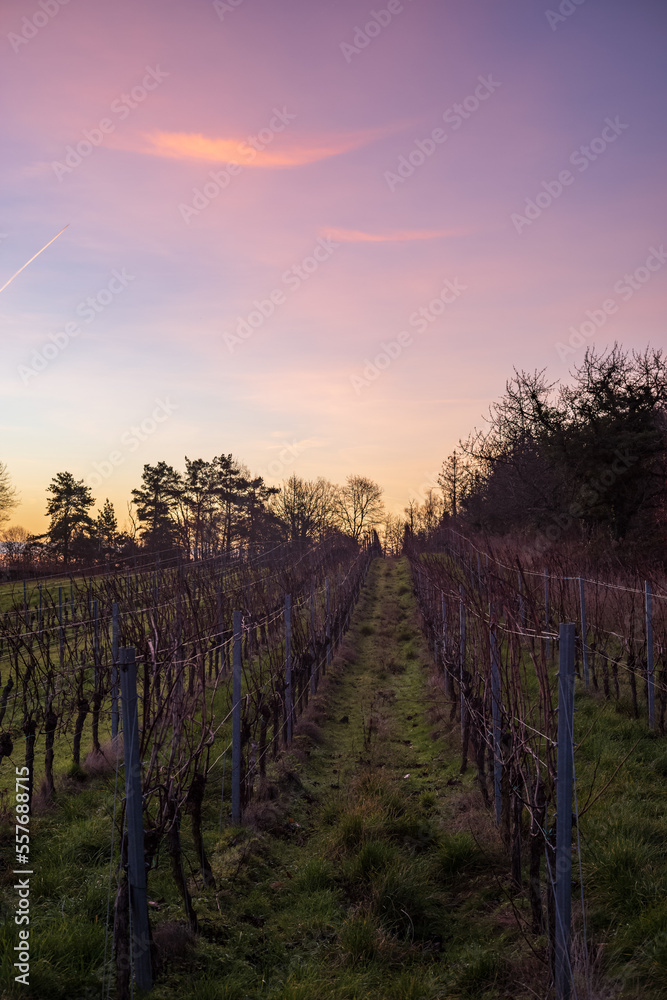 Fototapeta premium zeile im weinberg im winter