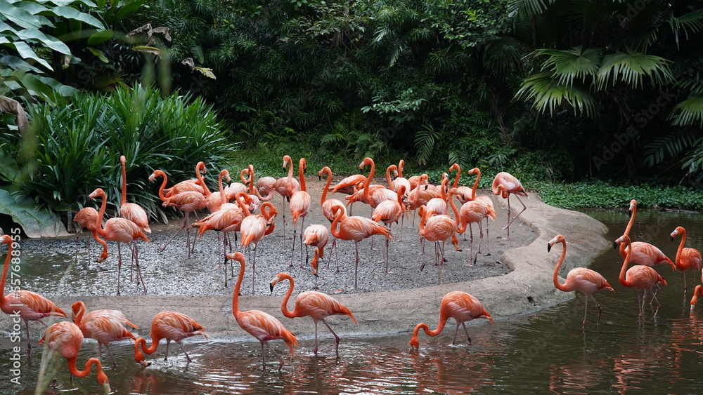 Naklejka premium greater flamingo|Phoenicopteridae|Phoenicopterus chilensis|智利火烈鳥|智利紅鸛