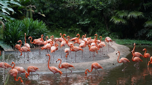 greater flamingo|Phoenicopteridae|Phoenicopterus chilensis|智利火烈鳥|智利紅鸛