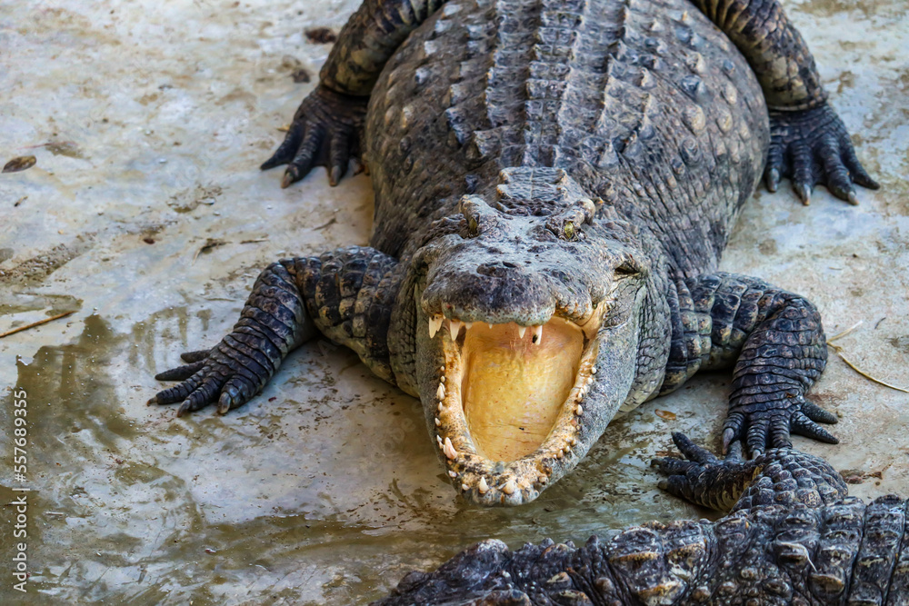 Obraz premium Close-up portrait of crocodile is opening its mouth at the crocodile farm in Thailand Zoo