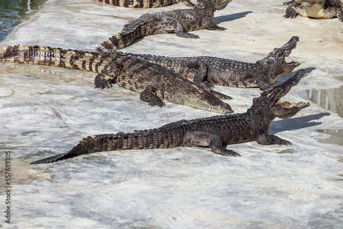 Close-up portrait of crocodile is opening its mouth at the crocodile farm in Thailand Zoo