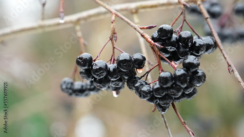 Aronia w zimę photo