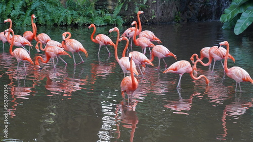 greater flamingo Phoenicopteridae Phoenicopterus chilensis                             