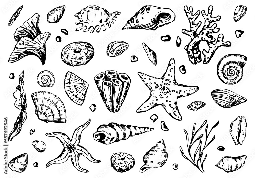 Set of starfish, shell, stones, seaweed, coral. Sketch style vector illustrations. Collection of hand drawn underwater life clip arts isolated on white background. Set of starfish, shell, stones, seaweed, coral. Sketch style vector illustrations. Collection of hand drawn underwater life clip arts isolated on white background.