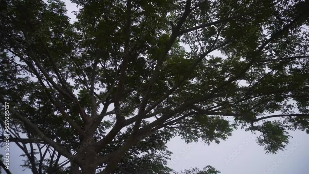 trees and sky trees and sky