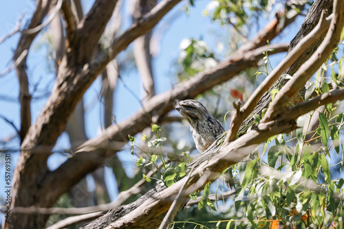 Tawny Frogmouth native Austrlalian owl variety sitting on branch in the wild