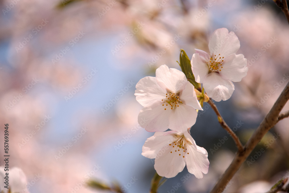 Cherry blossom in spring