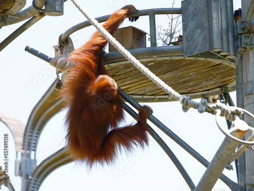 Tableau sur toile Close up of an orangutan climbing an artificial tree in a zoo.