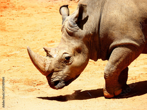 Closeup of a rhinoceros seen in captivity in a zoo. photo