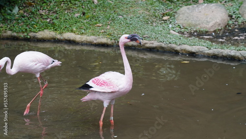 The greater flamingo Phoenicopterus roseus          