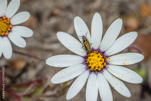 Soft-winged flower beetle (genus hedybius) on a yellow African daisy flower
(Osteospermum), Cape Town, South Africa photo