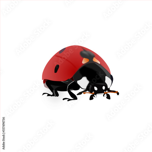 Vector of a ladybug, realistic drawing style with beautiful colors.