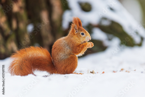 small animal Eurasian red squirrel (Sciurus vulgaris) with a nut in the snow © michal