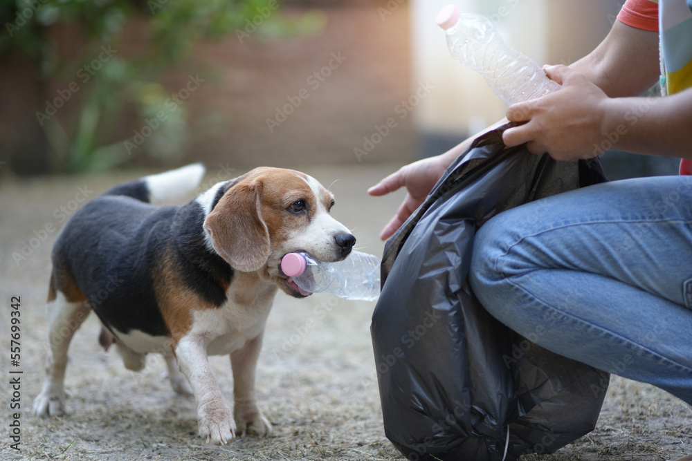 volunteer and his dog. carry water bottles or plastic bags that have fallen in the park put them in trash cans, Environmental protection or volunteering for charity, Waste disposal through recycling. volunteer and his dog. carry water bottles or plastic bags that have fallen in the park put them in trash cans, Environmental protection or volunteering for charity, Waste disposal through recycling.