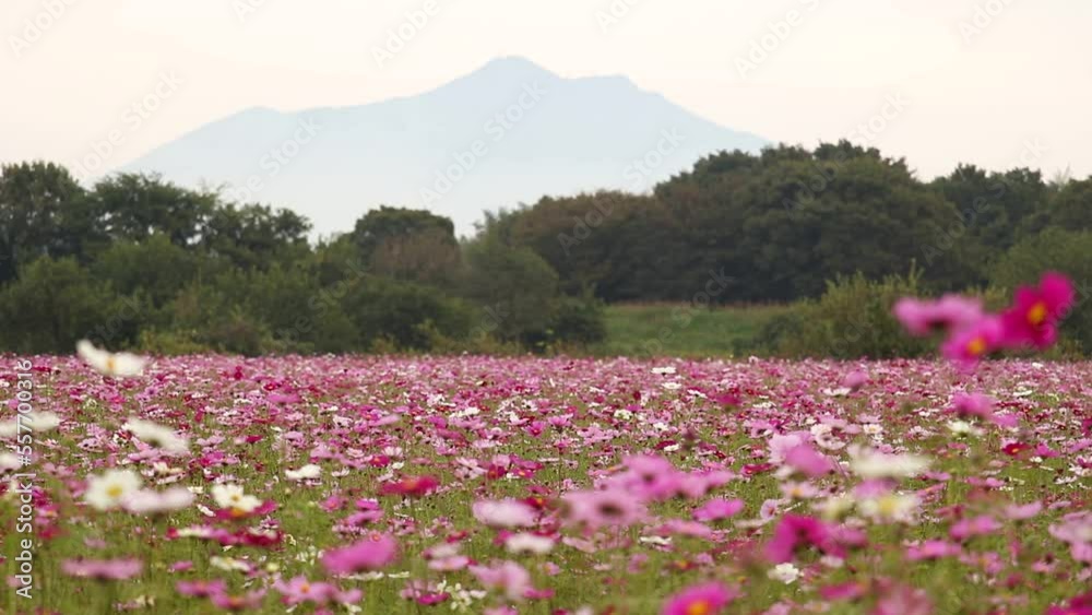 茨城県下妻市 コスモス 茨城県下妻市 コスモス