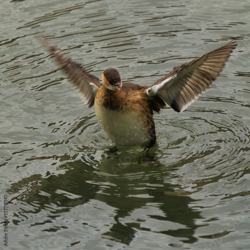 Wallpaper Mural great crested grebe Torontodigital.ca