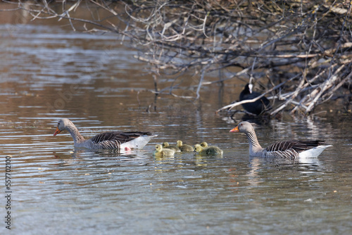 A greylag goose family with two parents and five chicks swims at the water