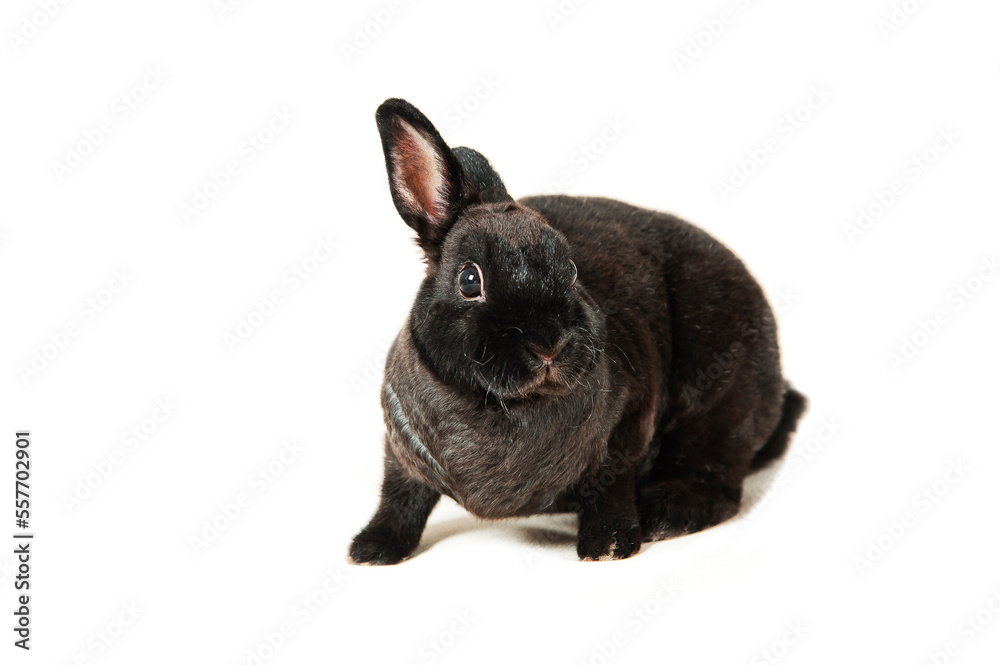 Black lonely little rabbit on white background.