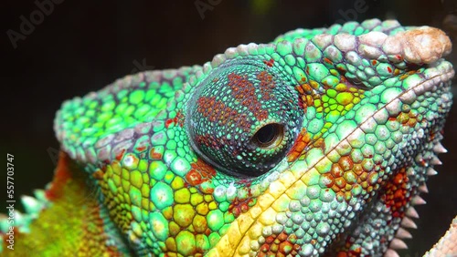 The graceful chameleon (Chamaeleo gracilis), multi-colored chameleon in the stage of excitement in the terrarium