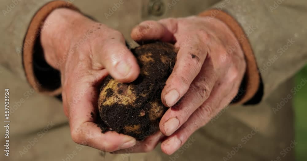 Farmer inspects his crop of potatoes hands stained with earth. Farmer inspects his crop of potatoes hands stained with earth.